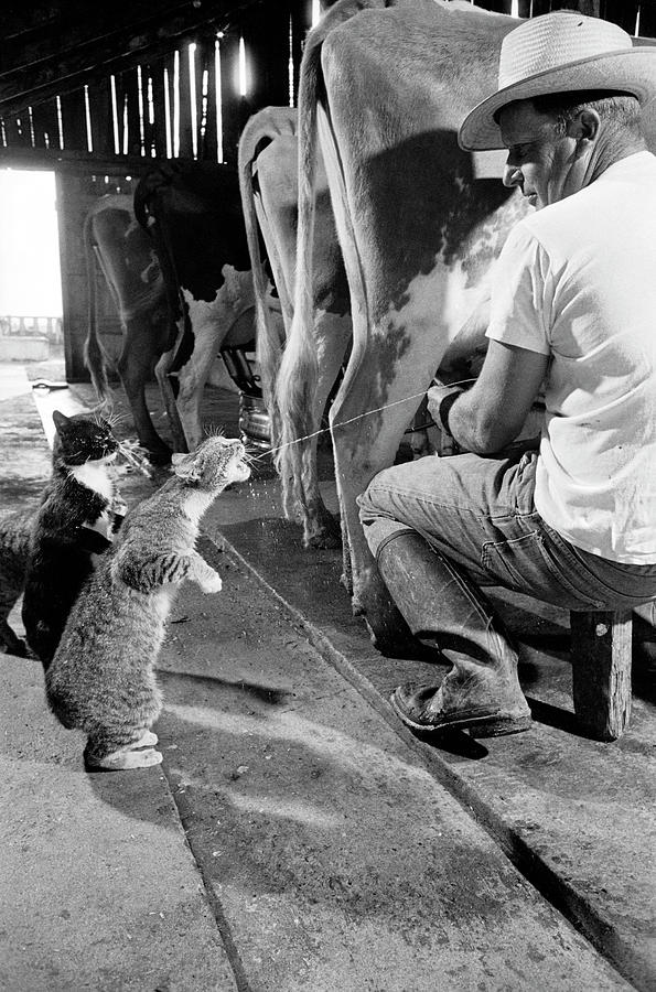 Cats Drinking Milk #2 Photograph by Nat Farbman