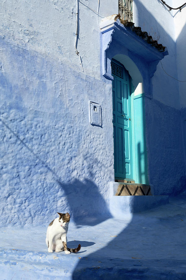 Cats In Front Of Typical House, Morocco #1 Digital Art by Tim Mannakee