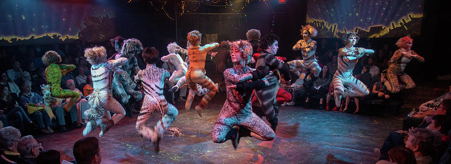 Review Photograph - Cats in the Air by Alan D Smith Review Photograph - Cats in the Air by Alan D Smith
