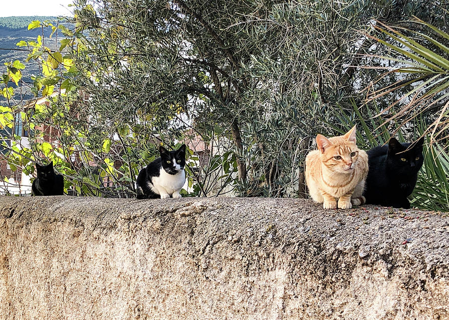 Cats on a wall Photograph by Digby Merry - Fine Art America