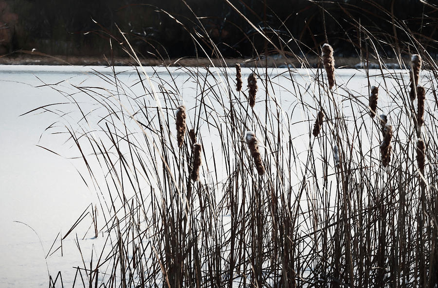 Nature Photograph - Cattails In Wind And Snow #1 by Anthony Paladino