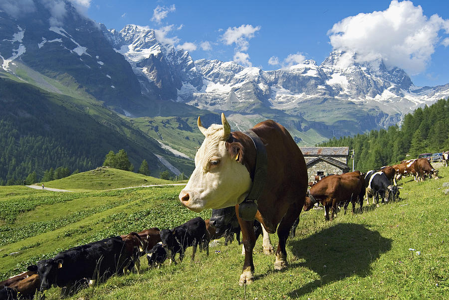 Cattle, Aosta Valley, Italy #1 Digital Art by Davide Erbetta
