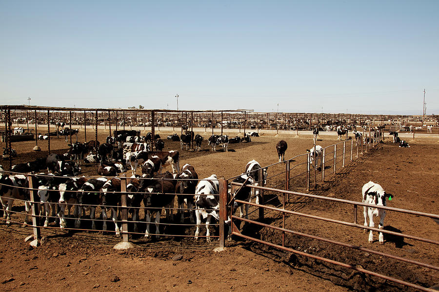 Cattle Photograph by Simon Willms Cattle Photograph by Simon Willms