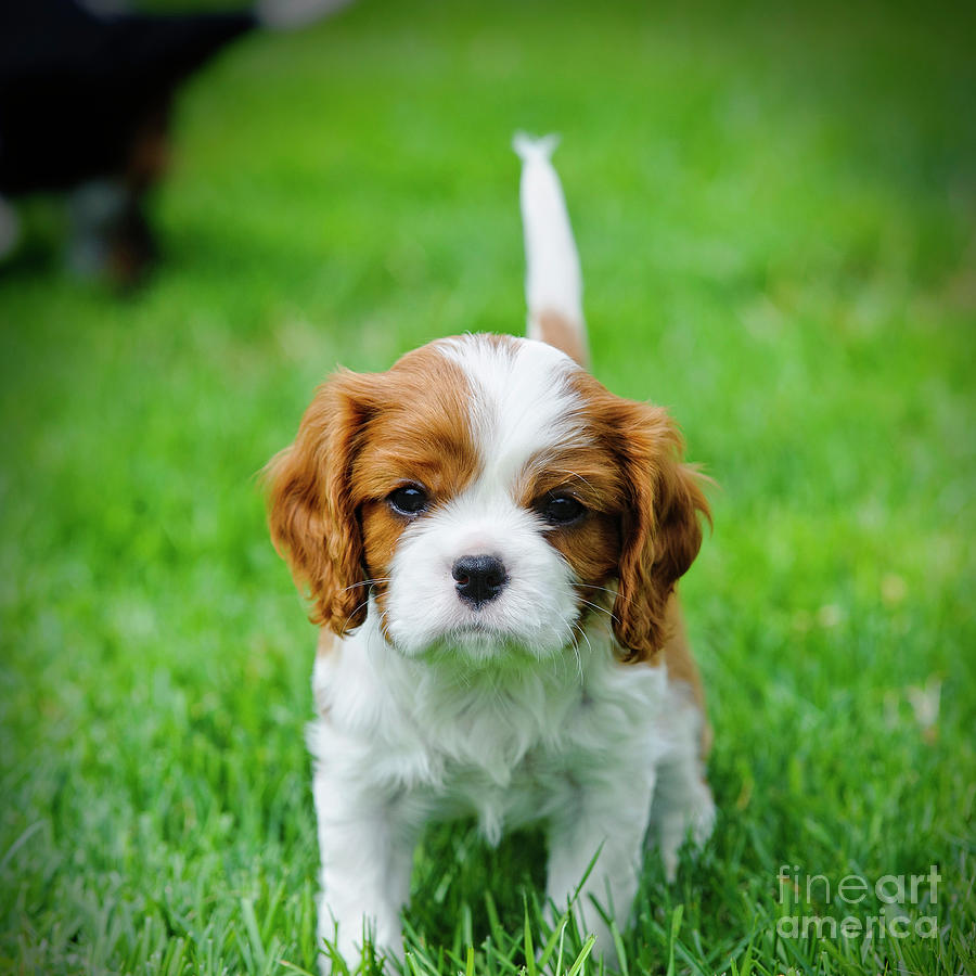 cavalier spaniel puppy