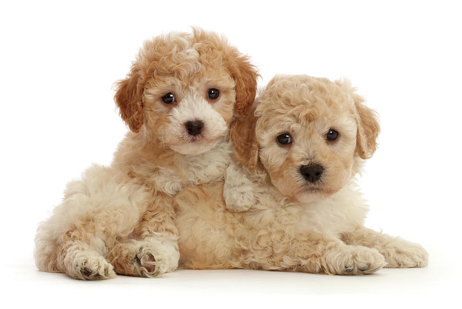 Cavapoochon Puppies, 6 Weeks Old #1 Photograph by Mark Taylor
