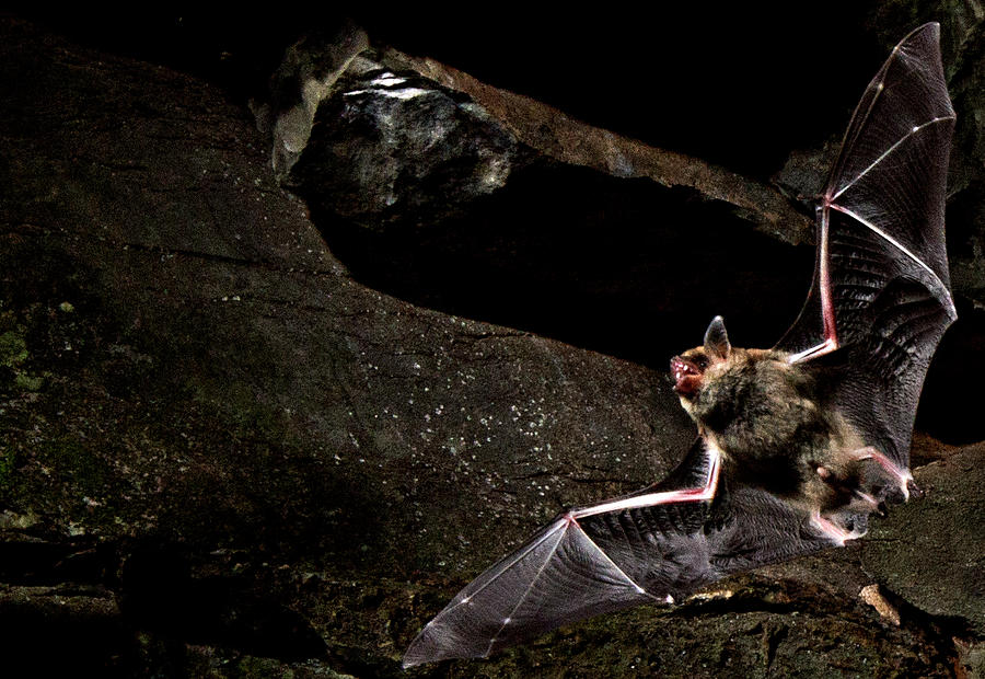 Cave Myotis Bat Myotis Velifer Photograph by Dante Fenolio - Fine Art ...