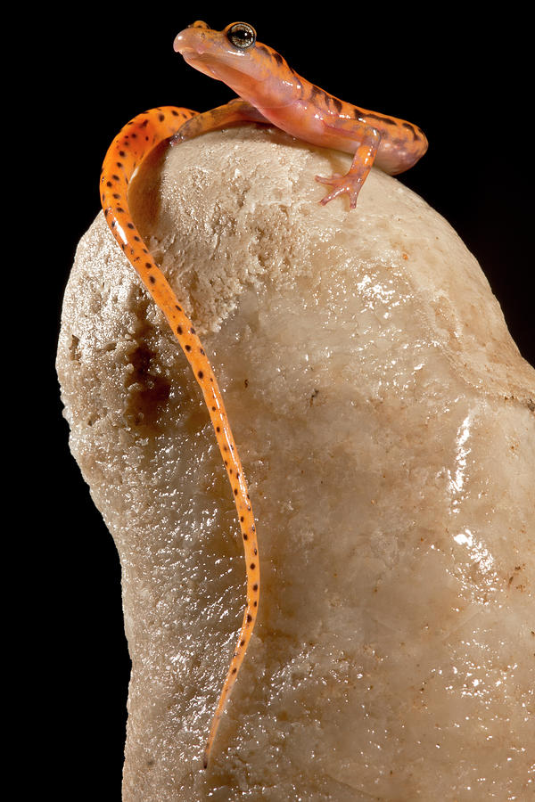 Cave Salamander, Eurycea Lucifuga #1 Photograph by Dante Fenolio