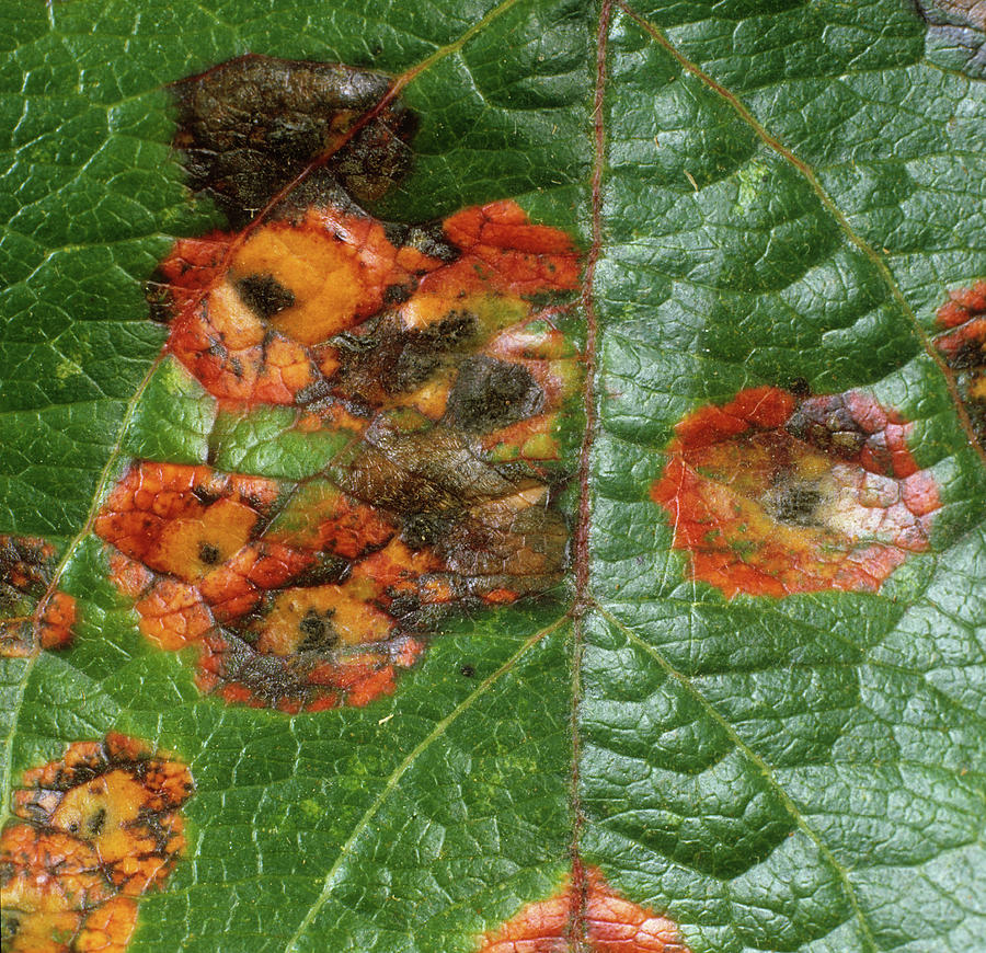 Cedar Apple Rust Gymnosporangium #1 Photograph by Nigel Cattlin