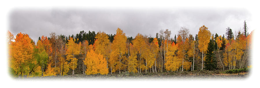 Cedar Mountain Top by Michael Monahan Cedar Mountain Top by Michael Monahan