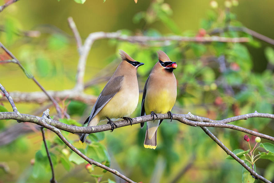 Cedar Waxwings (bombycilla Cedrorum Photograph by Richard and Susan Day ...