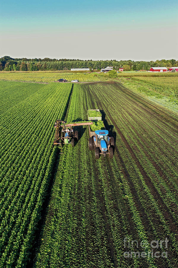 Celery Farming #1 Photograph by Jim West/science Photo Library