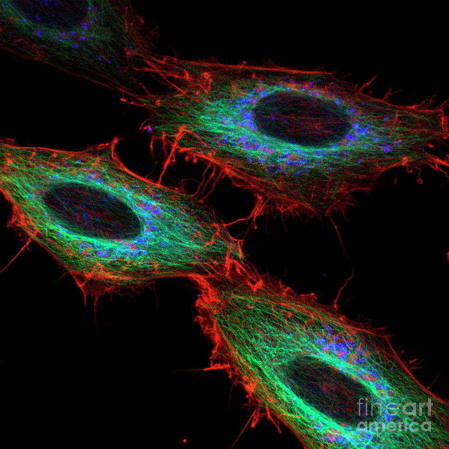 Cell Structure #1 Photograph by Stefanie Reichelt/science Photo Library