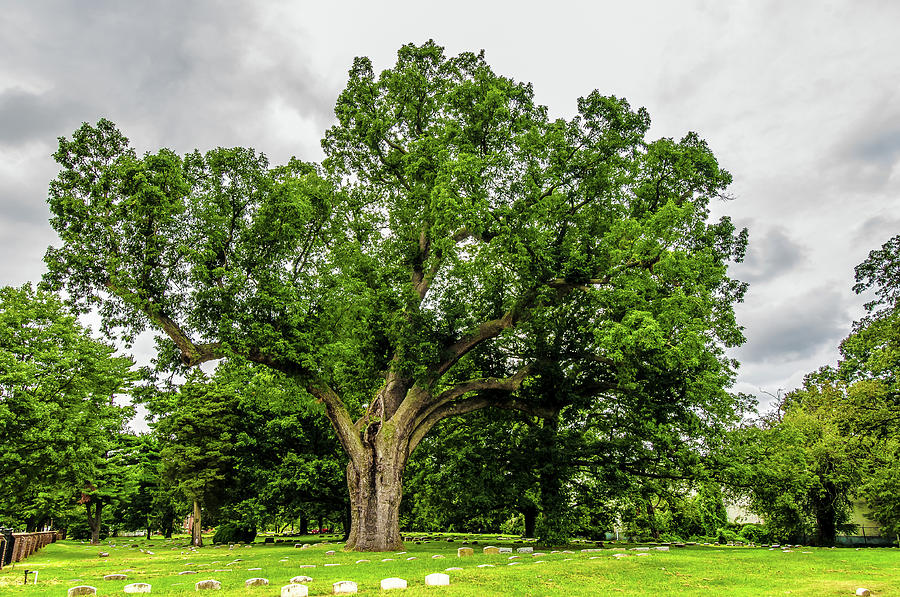 Nature Photograph - Centennial Oak, Salem Oak Tree #1 by Louis Dallara