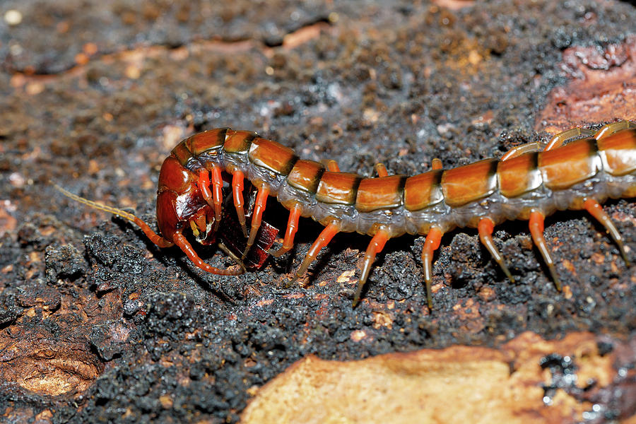 centipede, Madagascar wildlife Photograph by Artush Foto - Pixels