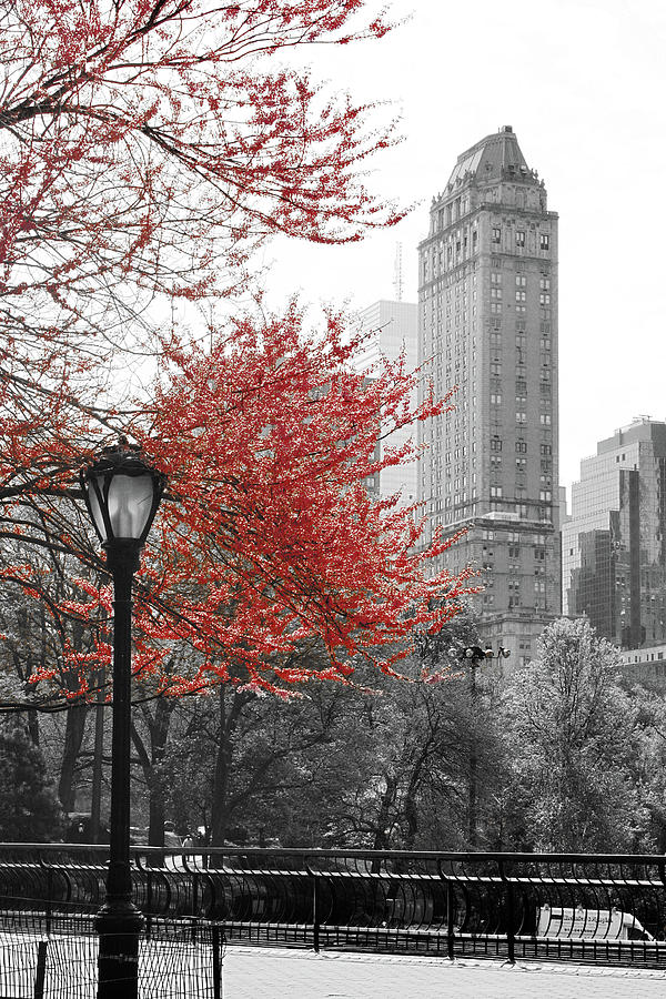 Tree Photograph - Central Park With Red Tree #1 by Emily Navas