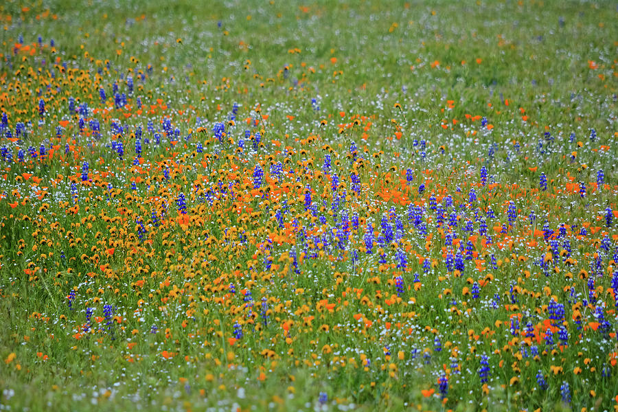 Central Valley Wildflowers #2 Photograph by Kyle Hanson