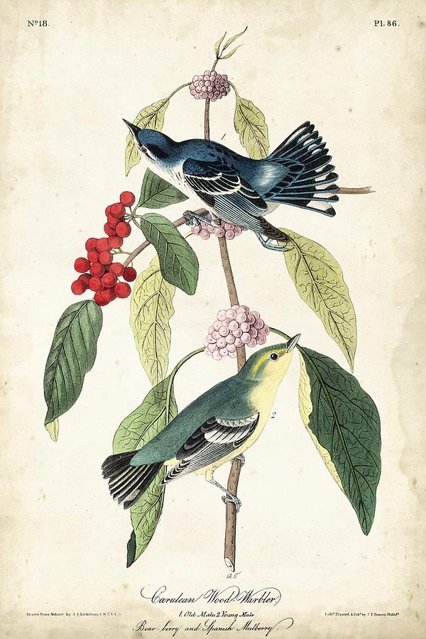 Animal Painting - Cerulean Wood Warbler #1 by John James Audubon
