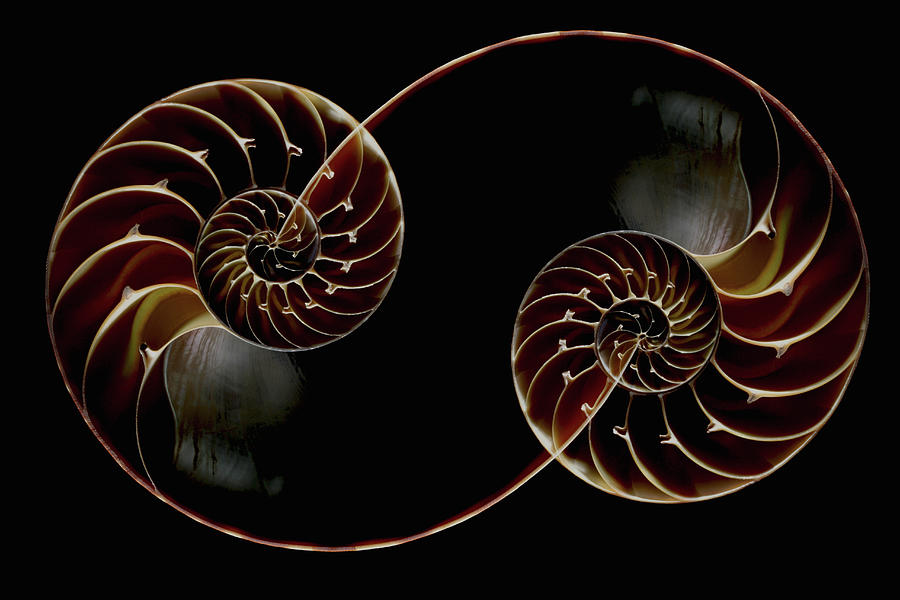 Chamber Nautilus Shells #1 Photograph by Paul Taylor