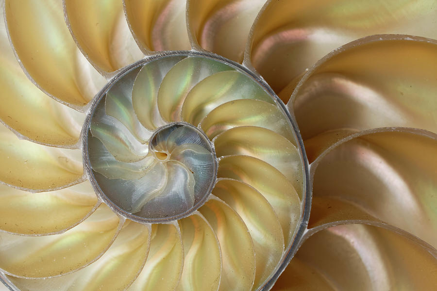 Chambered Nautilus Shell Photograph by Adam Jones | Fine Art America