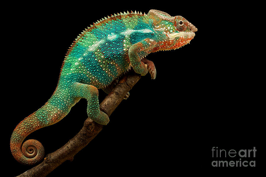 Small Photograph - Chameleon by Mark Bridger