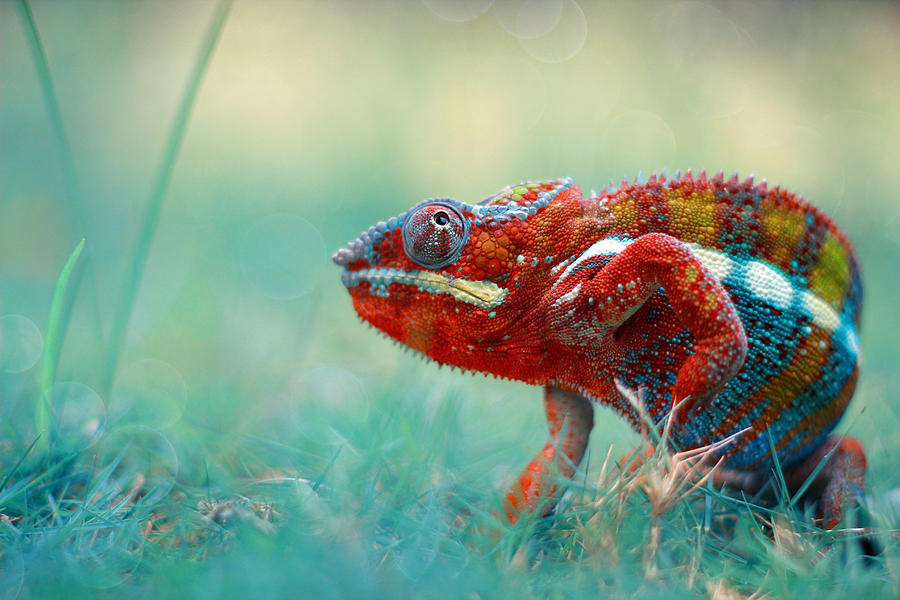 Animal Photograph - Chameleon Phanter #1 by Andri Priyadi