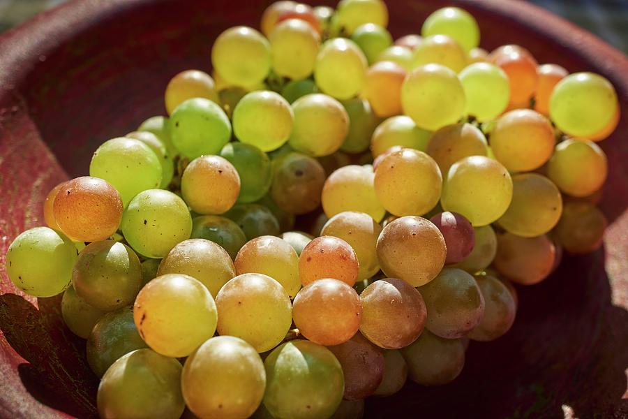 Champagne Grapes #1 Photograph by Brian Yarvin