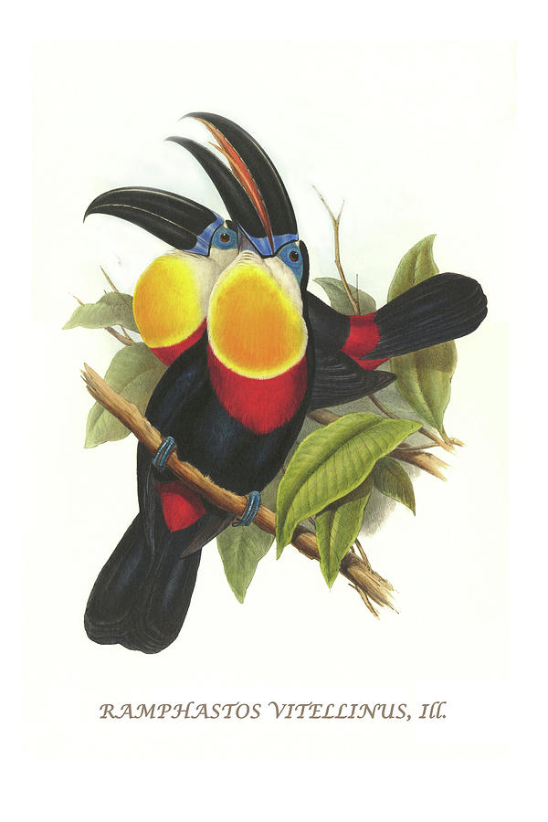 Channel-Billed Toucan #1 Painting by John Gould