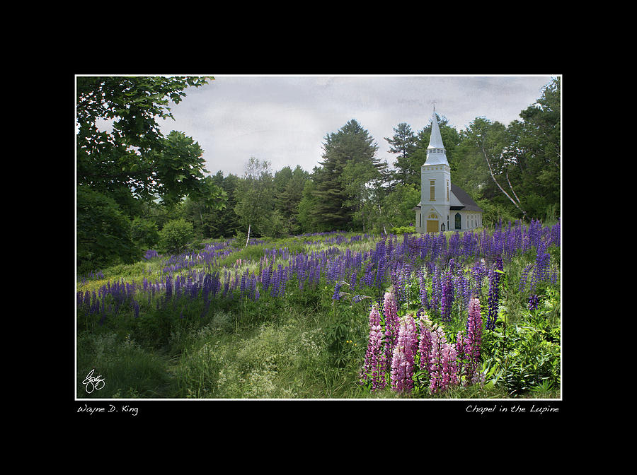 Chapel in the Lupine Poster #1 Photograph by Wayne King