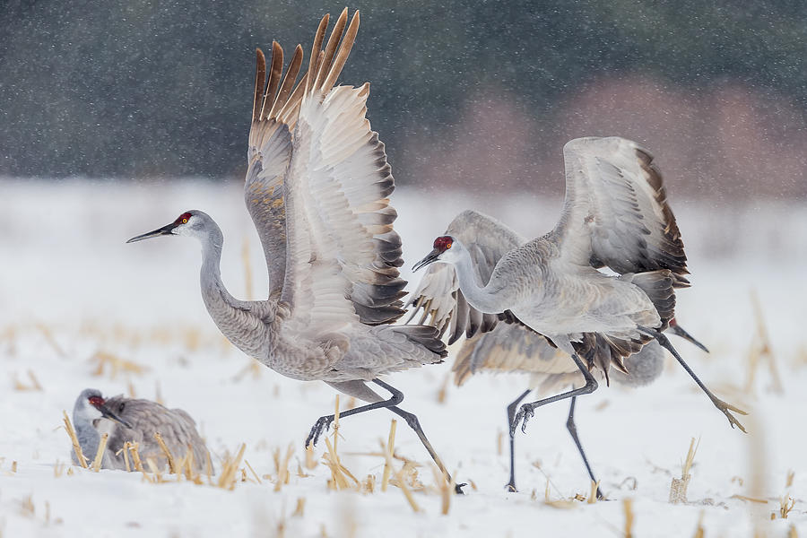 Bird Photograph - Chasing #1 by Gary Zeng