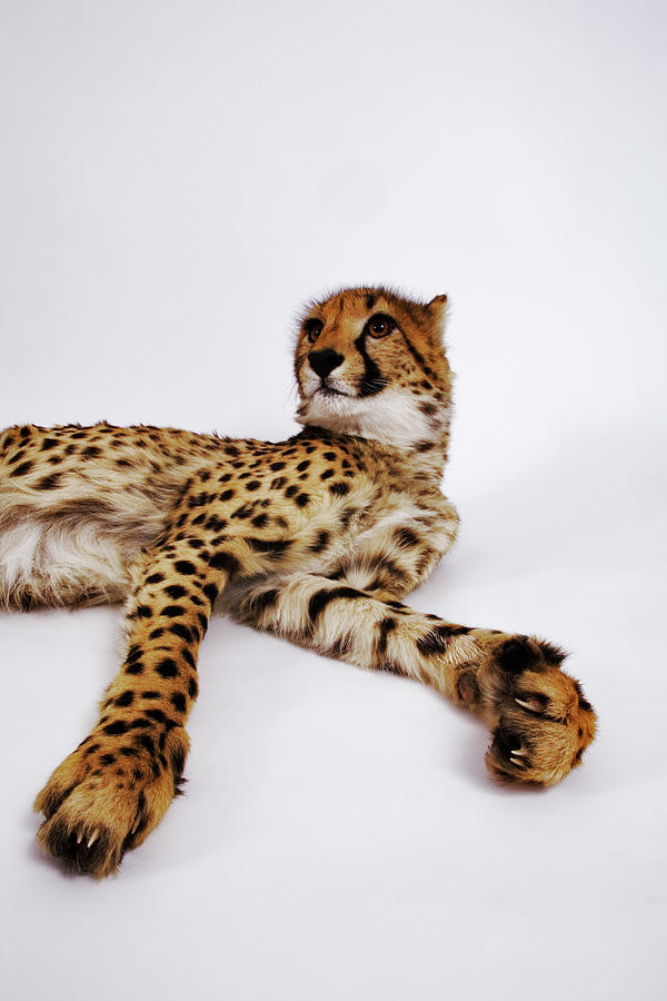 Cheetah Acinonyx Jubatus Against White #1 Photograph by Martin Harvey