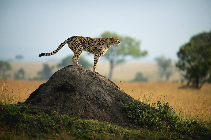 Cheetah Acinonyx Jubatus Standing On #1 Photograph by Anup Shah