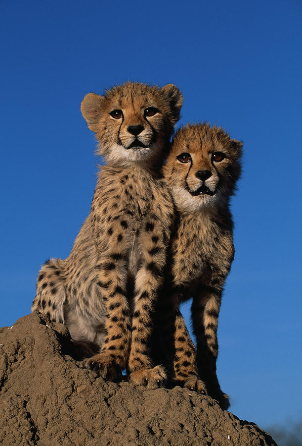 Cheetah  Acinonyx Jubatus Two Three #1 Photograph by Nhpa