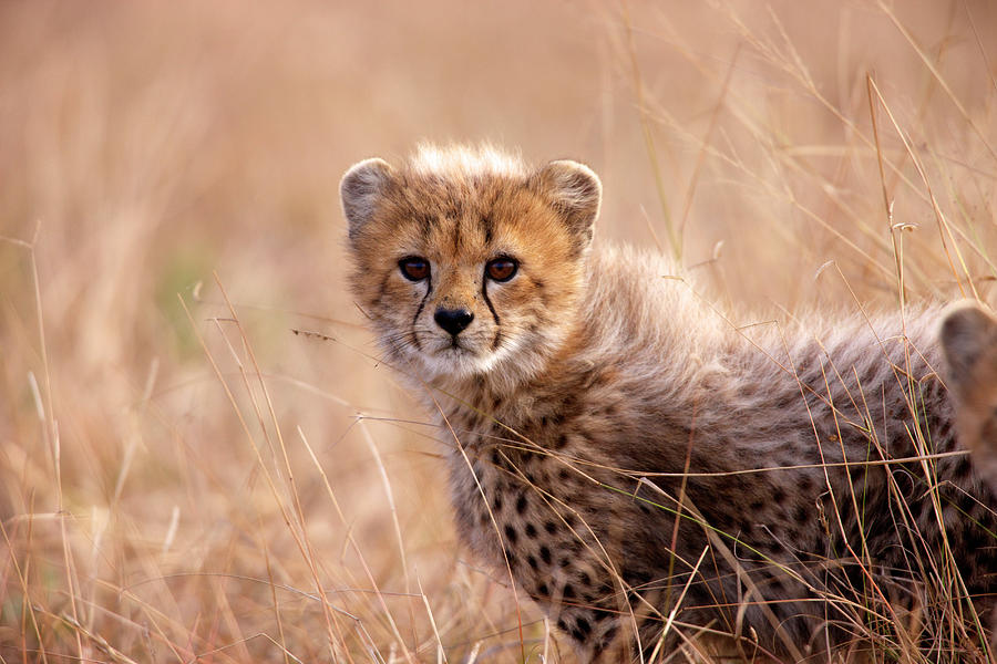 Cheetah Cub Photograph by Heinrich Van Den Berg