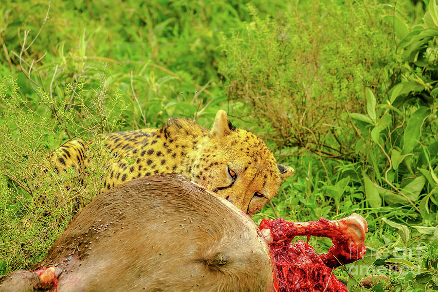 Cheetah eating pray #1 Photograph by Benny Marty