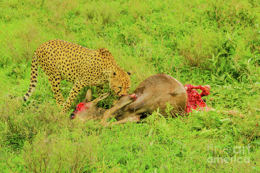 Cheetah eats Gnu #1 Photograph by Benny Marty