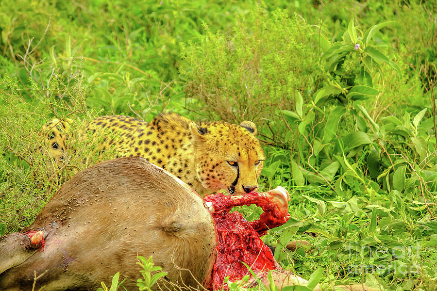 Cheetah eats Tanzania #1 Photograph by Benny Marty