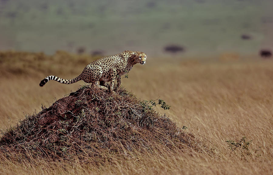 Nature Photograph - Cheetah #1 by Giuseppe D\\amico