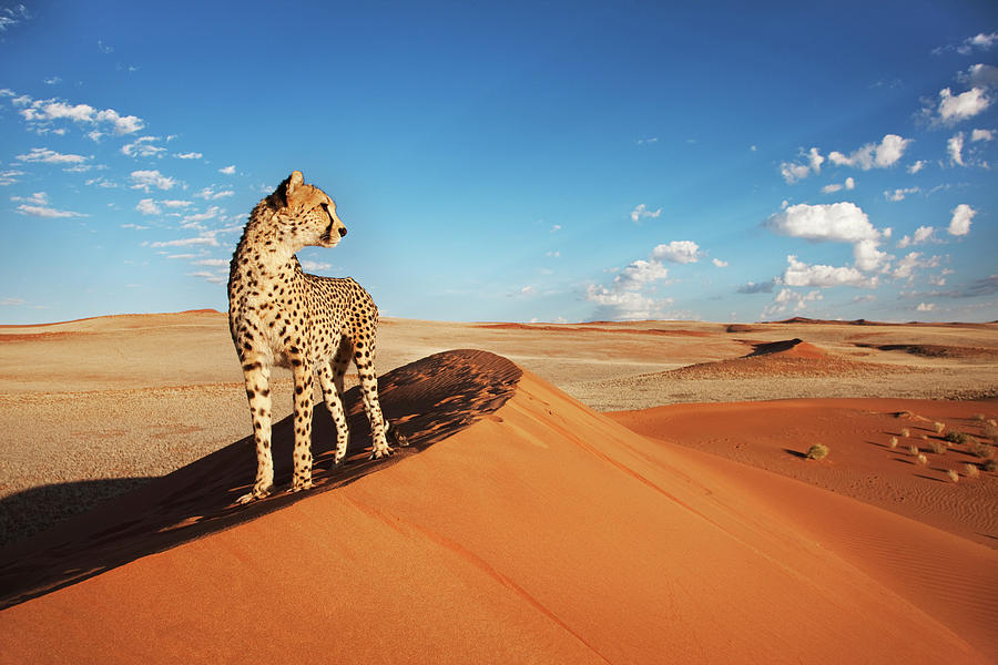Cheetah In Desert Environment #1 Photograph by Martin Harvey