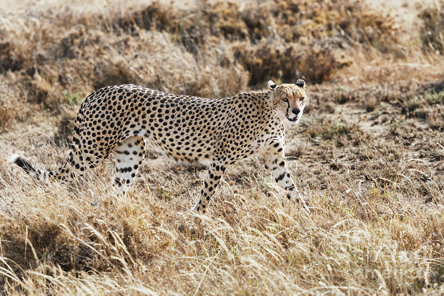 Cheetah In Serengeti National Park, Tanzania. Photograph
