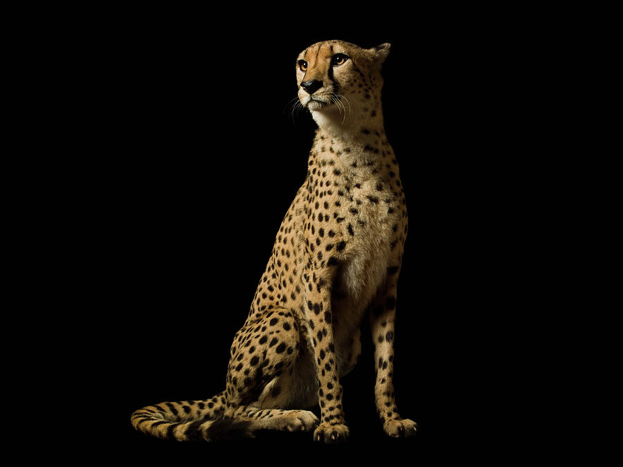 Cheetah On Black Background Photograph by Erik Snyder