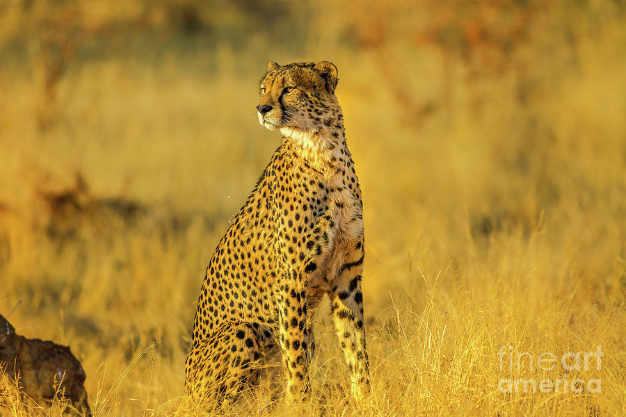Cheetah South Africa #1 Photograph by Benny Marty