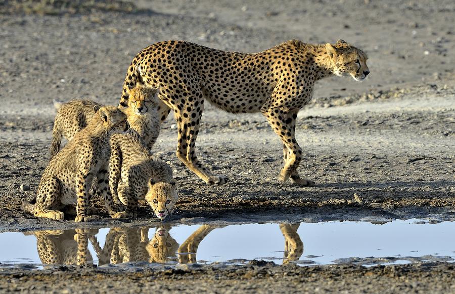 Wildlife Photograph - Cheetahs #1 by Giuseppe D\\amico