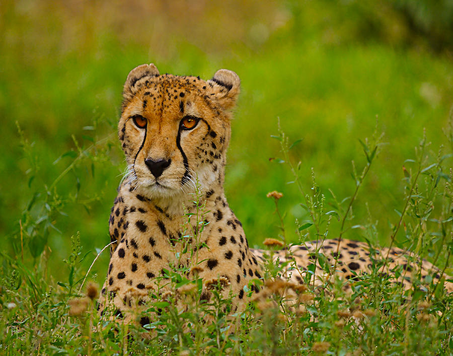 Cheethas of the wild World Photograph by Dave Byrne - Fine Art America