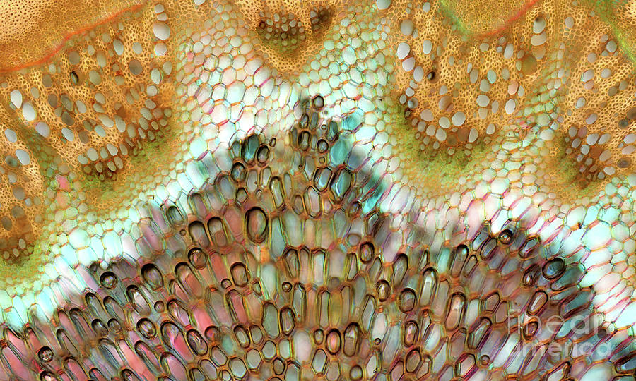Chenopodium Sp. Cells With Air Bubbles #1 Photograph by Marek Mis/science Photo Library