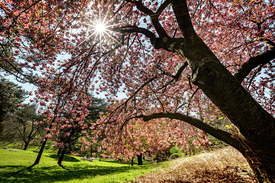 Cherry Blossom, Central Park Nyc #1 Digital Art by Claudia Uripos