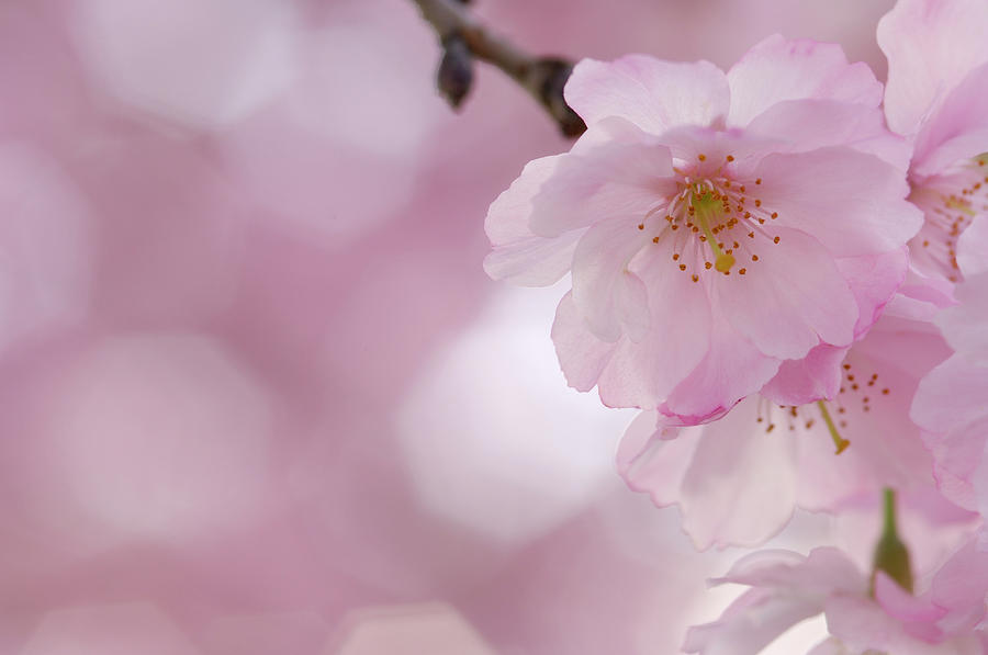 Cherry Blossom, Close-up #1 Photograph by Martin Ruegner