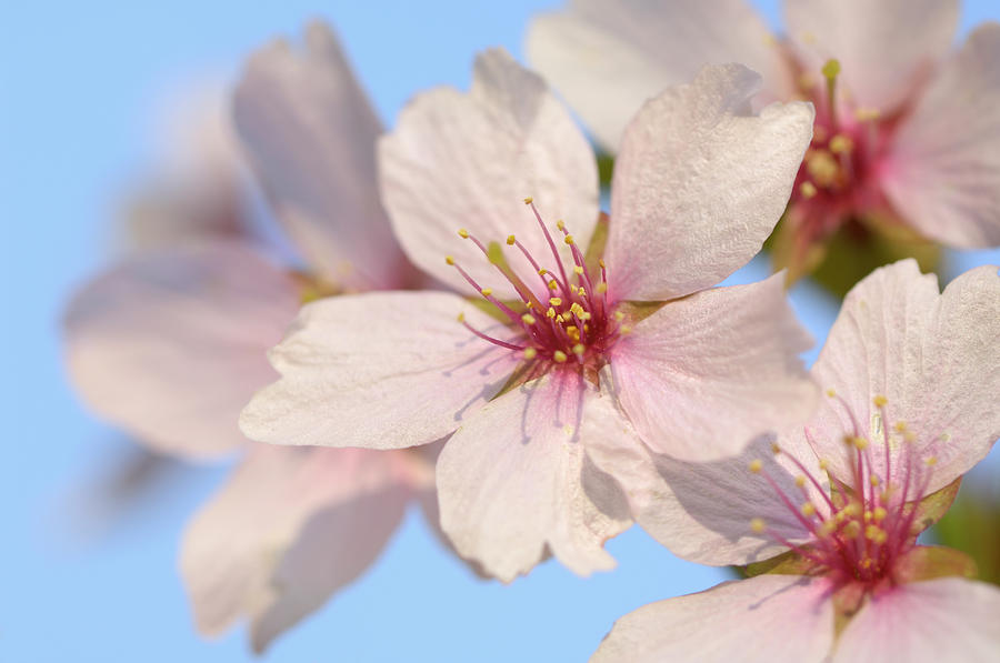 Cherry Blossom #1 Photograph by Cornelia Doerr
