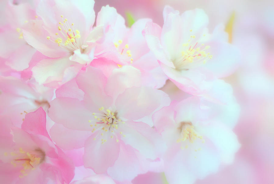 Cherry Blossom #1 Photograph by Frais Orange Photography