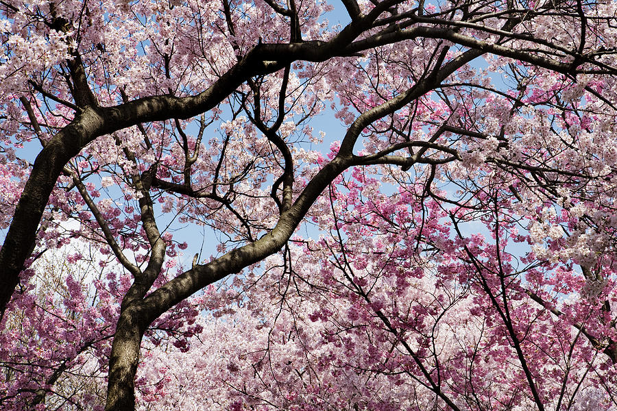 Cherry Blossom In Park #1 Photograph by John W Banagan