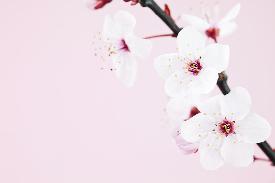 Cherry Blossom Macro #1 Photograph by Catlane